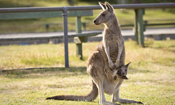 Missouri Down Under Adventure Zoo - Up To 31% Off - Van Buren, MO 