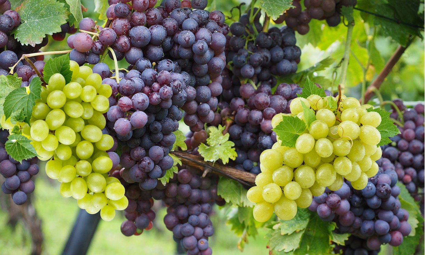 Set de 2 Plantas de Uva