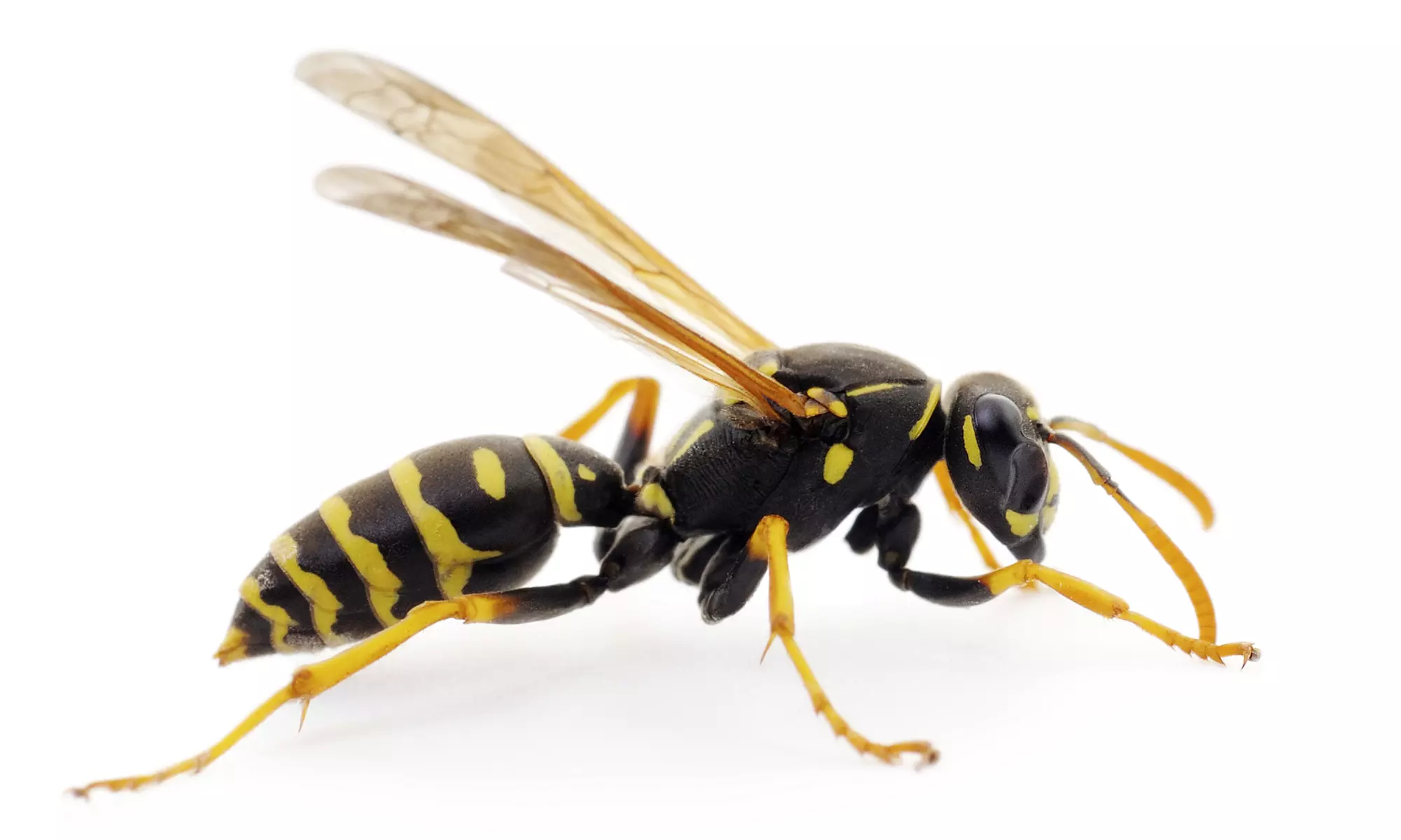  $59 for a Comprehensive Interior and Exterior Pest Treatment at Moxie Pest Control ($219 Value) - Primary Image