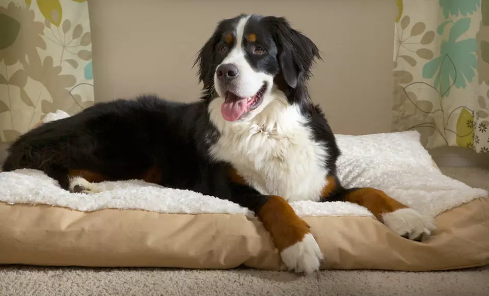 Furhaven Deluxe Gusseted Pet Pillow in Cream or Gray (Up to 42% Off). Two Sizes Available. Free Shipping and Returns. - Primary Image