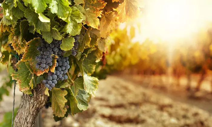 Vineyard Tour with Wine Tasting & Afternoon Tea for up to 4 People