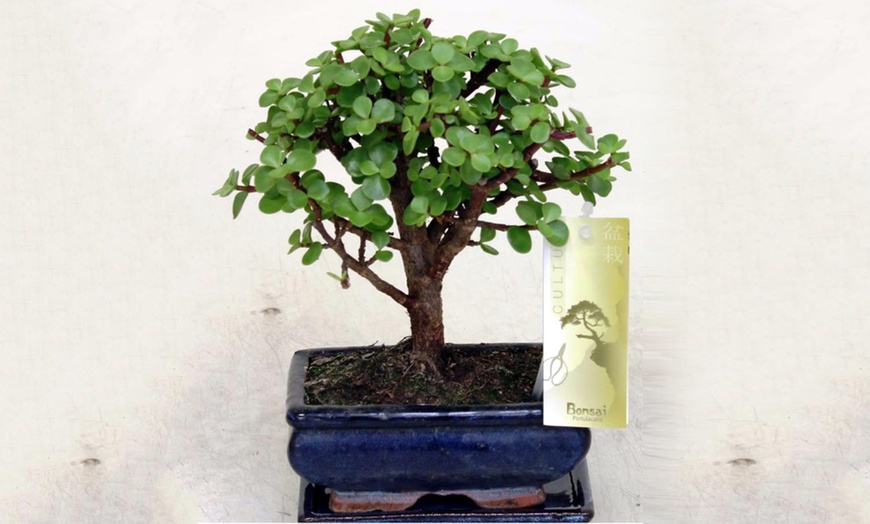 Image 7: Twee of vier Bonsai boompjes