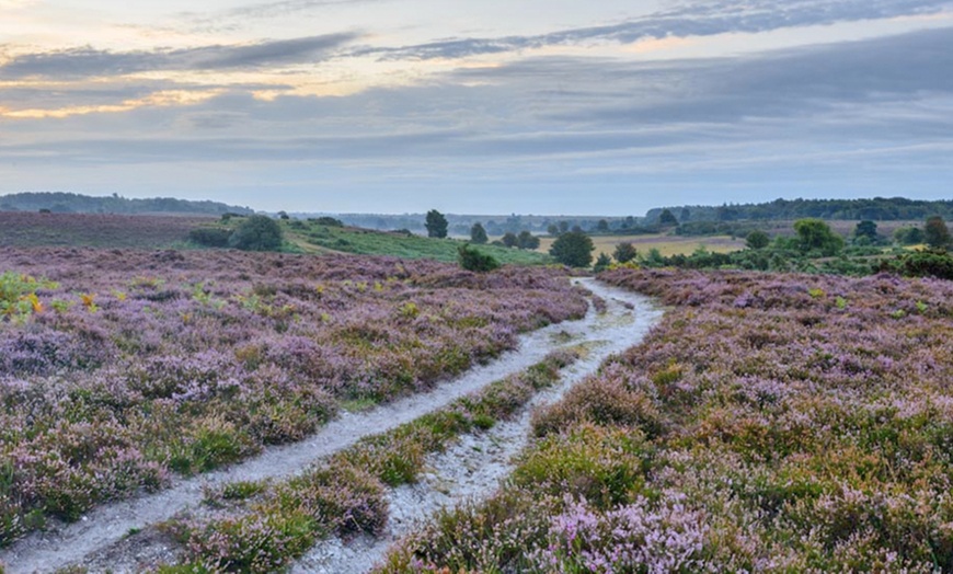 Image 3: Photography Course, New Forest