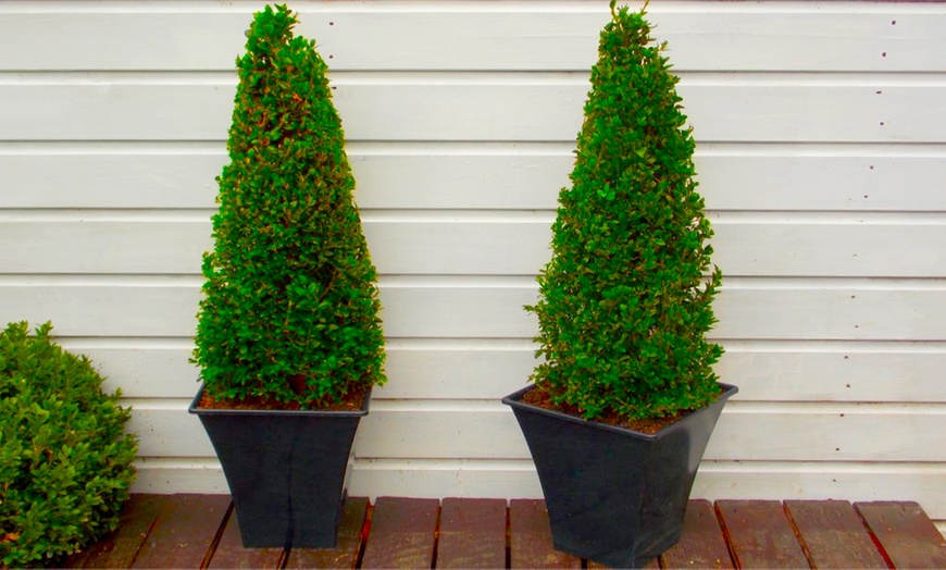 Image 2: Two Topiary Buxus Pyramids