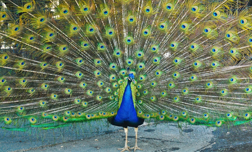 The Folsom City Zoo Sanctuary in - Folsom, CA | Groupon