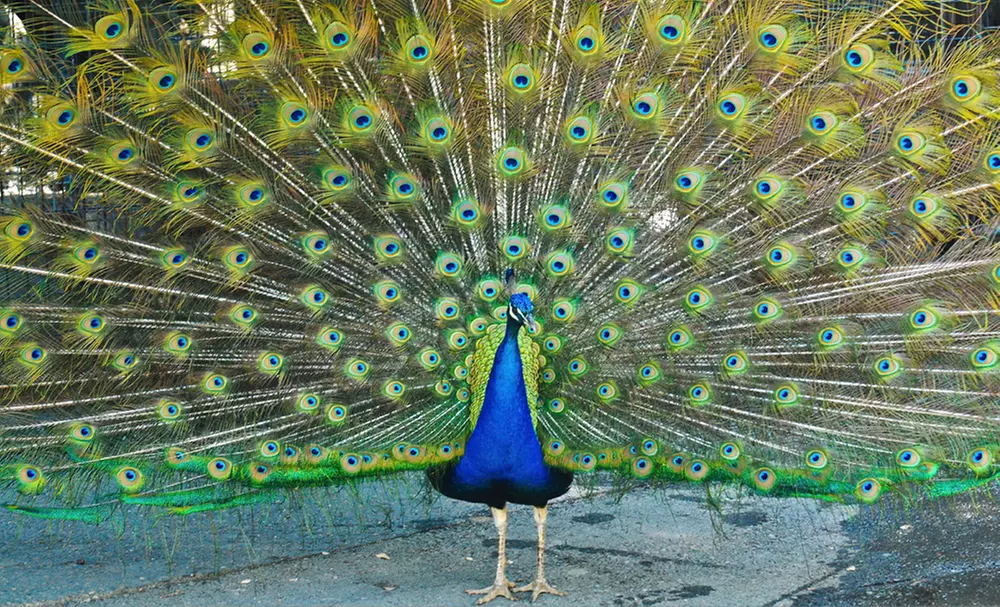 $12 for Four Full-Day Admissions to the Folsom City Zoo Sanctuary (Up to $24 Value) - Primary Image