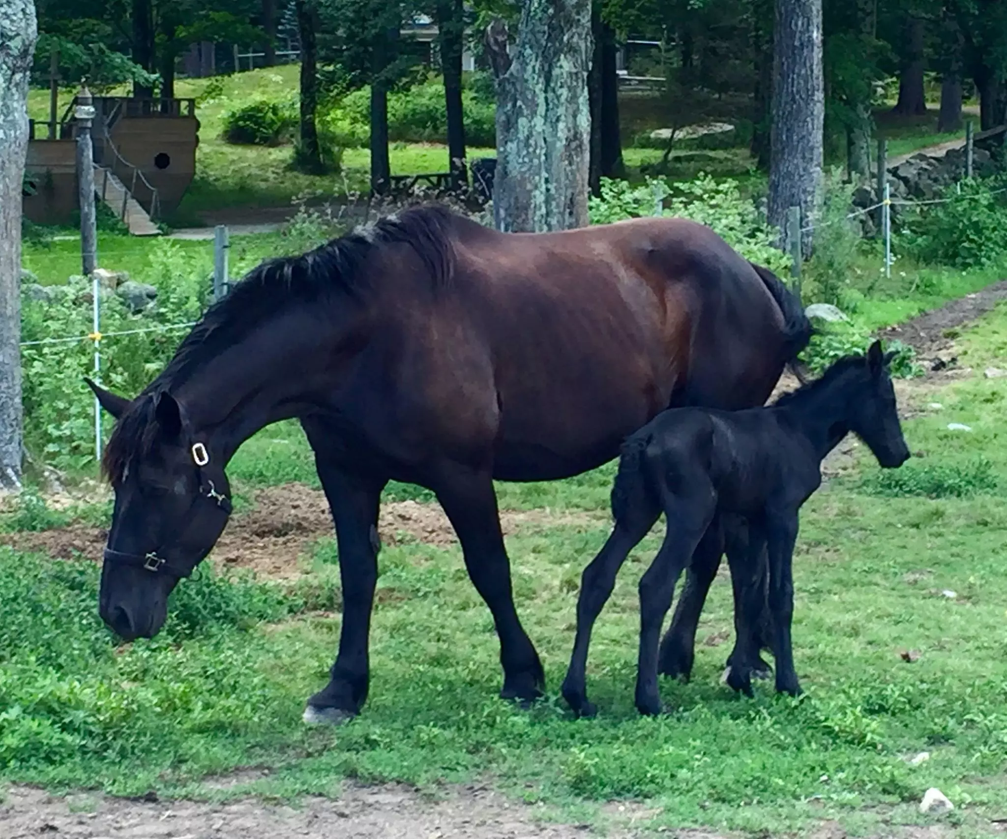 Discover Wildlife and Farm Fun at Charmingfare Farm
