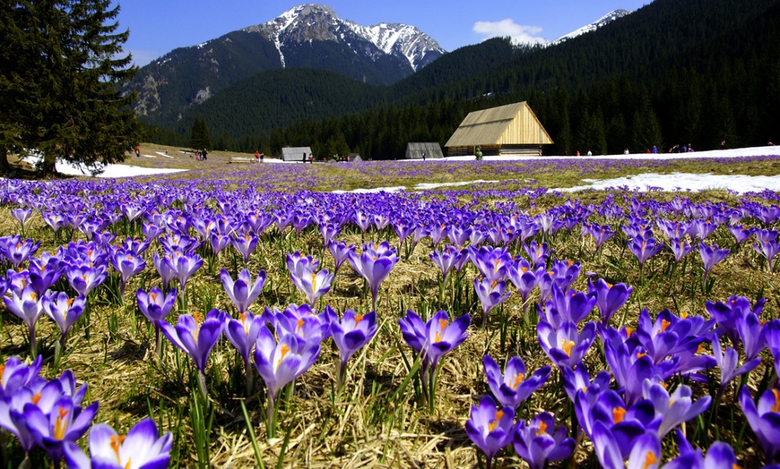 Image 1: Zakopane: Ośrodek w Górach