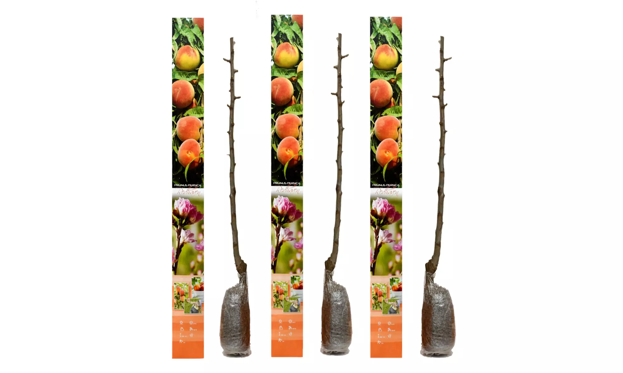 3, 5 o 10 alberi da frutto