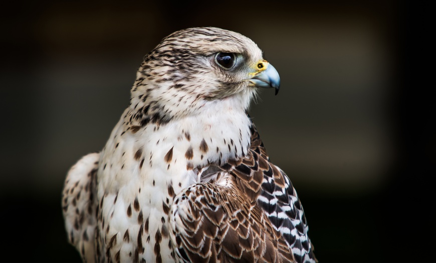 Image 1: Bird Handling Experience