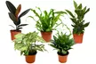 Collection exclusive de 5 plantes d'intérieur 25-45 cm - Second Medium
