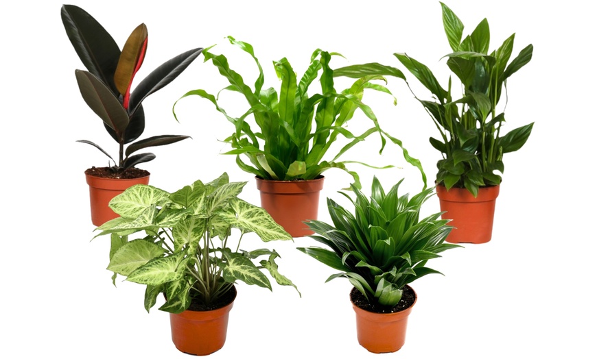 Image 2: Collection exclusive de 5 plantes d'intérieur OH2