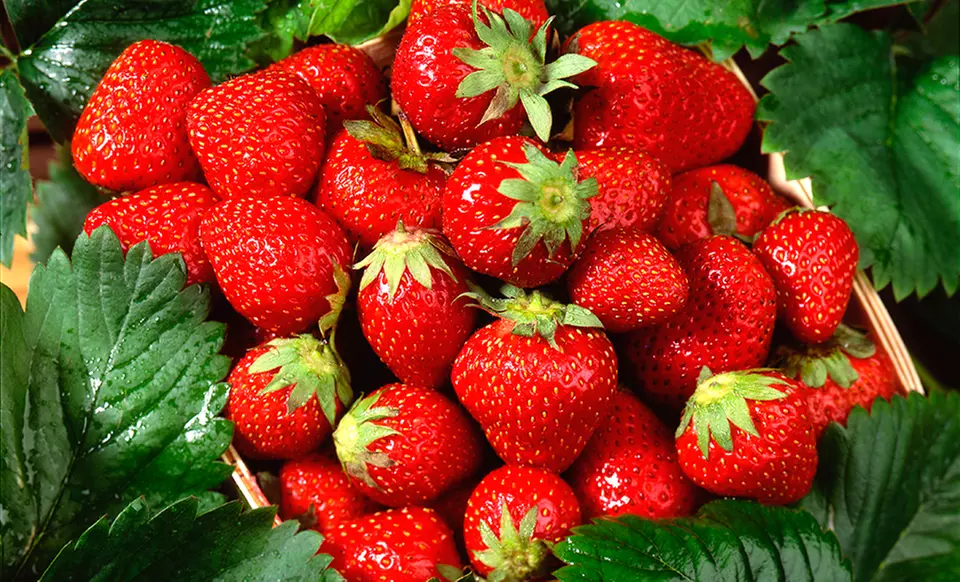 Package of 50 Strawberry Everbearing Plants with 20 Quinault and 30 Ozark Beauty Varieties - Primary Image