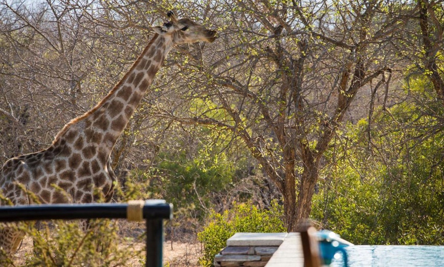 Image 16: Hoedspruit: 5-Night 5* All Inclusive Safari Break