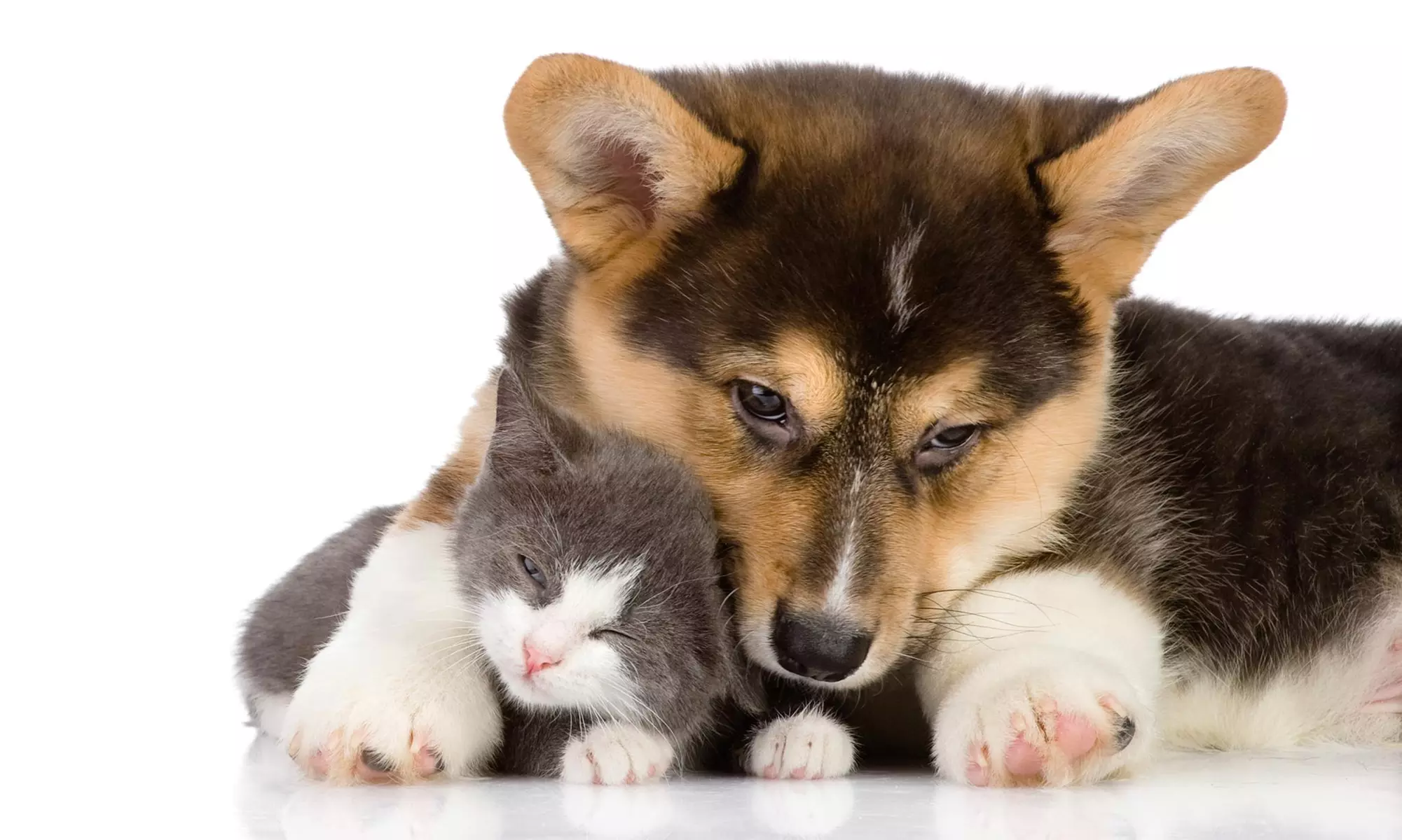 $5 for $10 voucher — Big Time Exotics - Primary Image