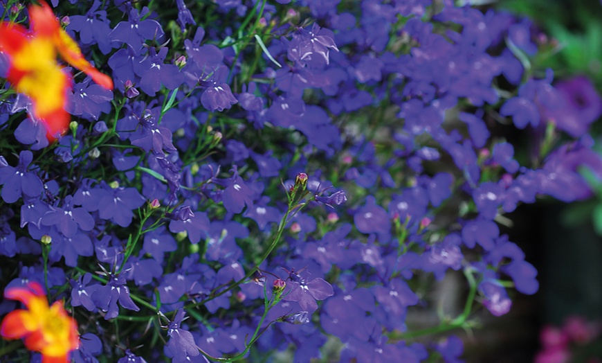 Image 5: 24 Lobelia Ultra Cascade 