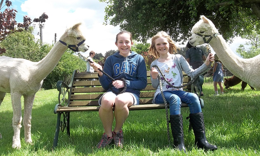 Image 6: Alpaca Walk, Charnwood Forest