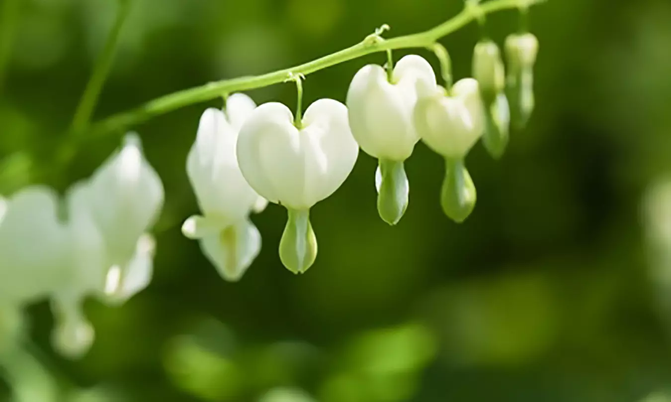 Old Fashioned Bleeding Heart Plants (6 pack)   - Second Medium