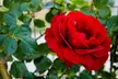 Upto 6 Scented Climbing Rose Collection - Image 5