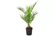 Palmera de Canarias Phoenix Canariensis, Ideal para Terrazas Soleadas - Second Medium