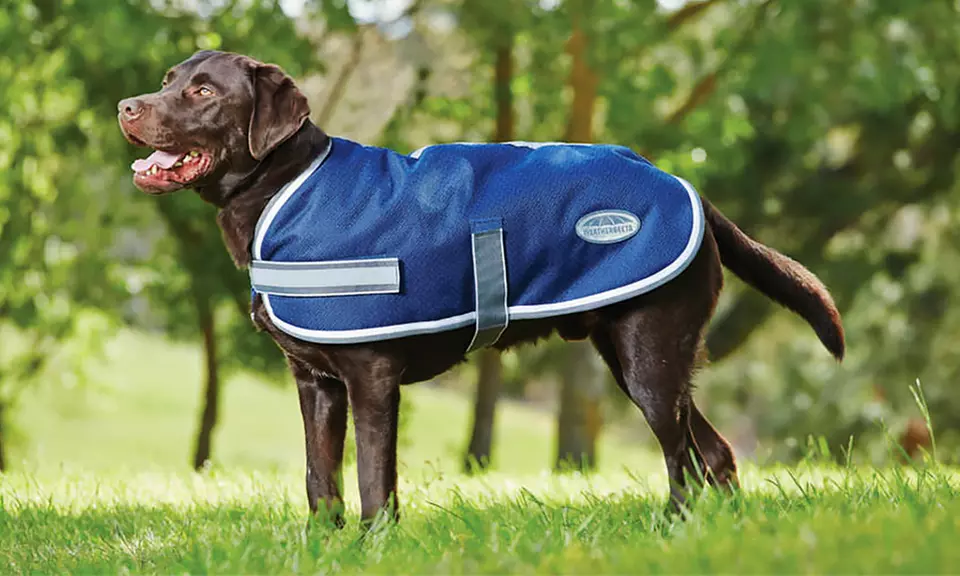 Weatherbeeta Rainstop Dog Coat - Primary Image