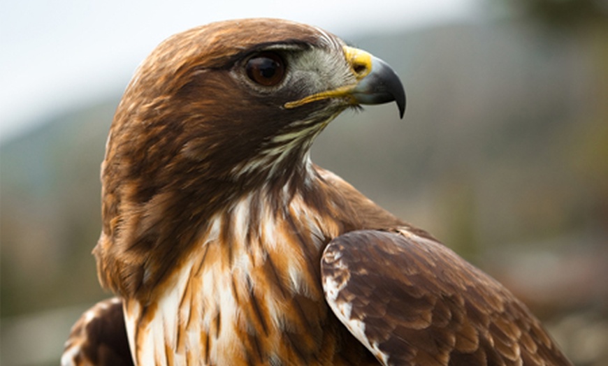 York Bird of Prey Centre Half-Price Family Ticket