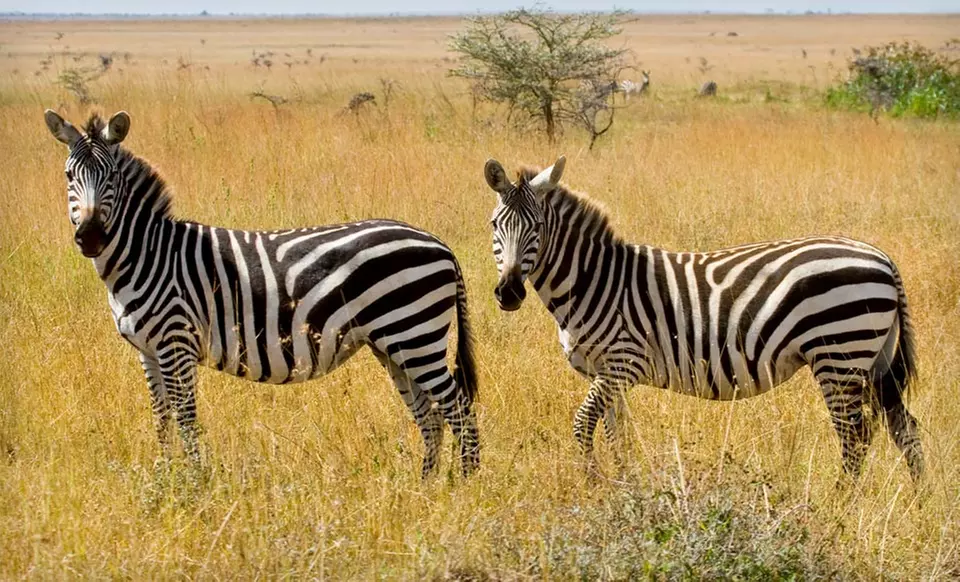10-Day Kenyan Safari with Airfare from Odyssey Safaris - Primary Image