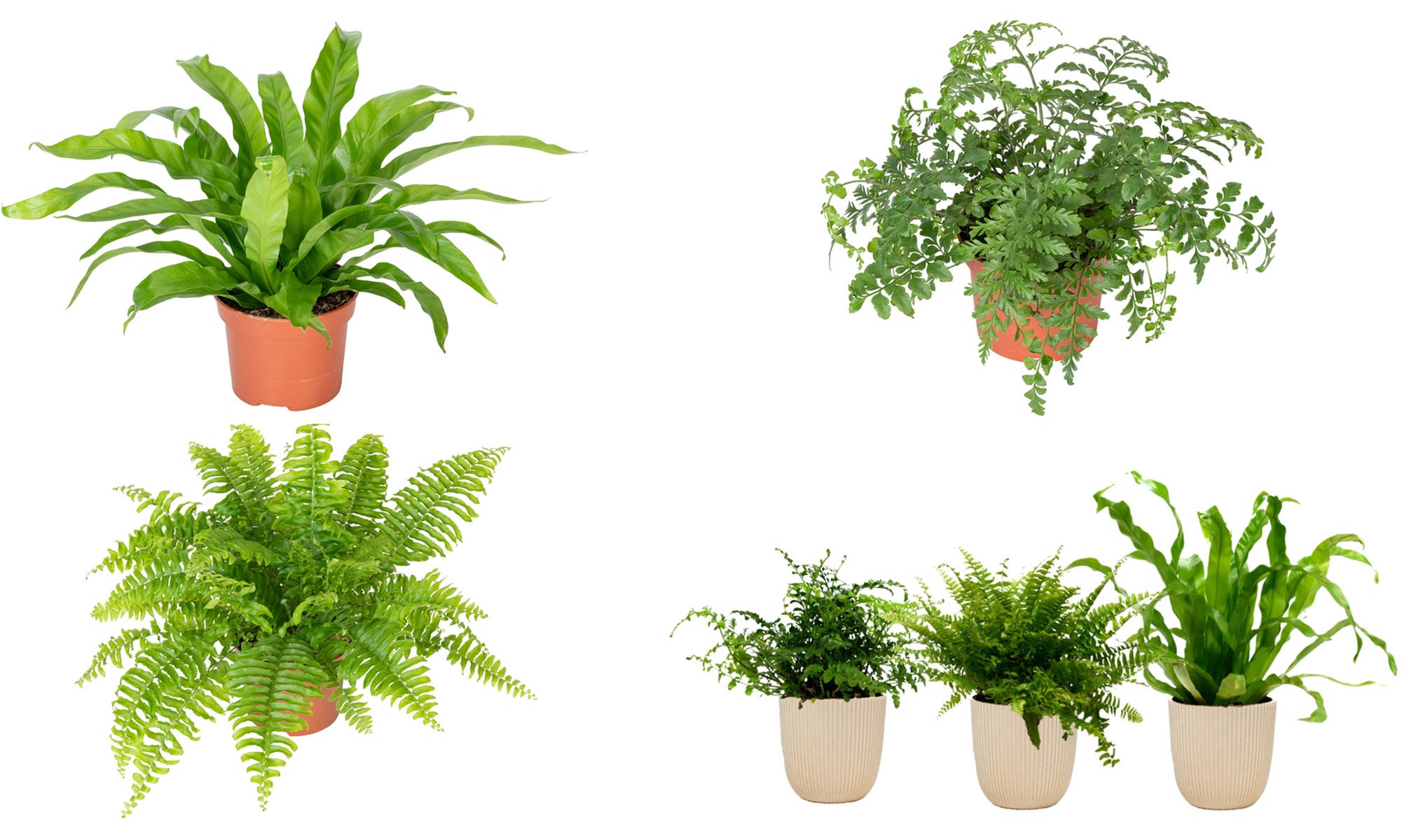 Set aus 3 Mischfarn Zimmerpflanzen