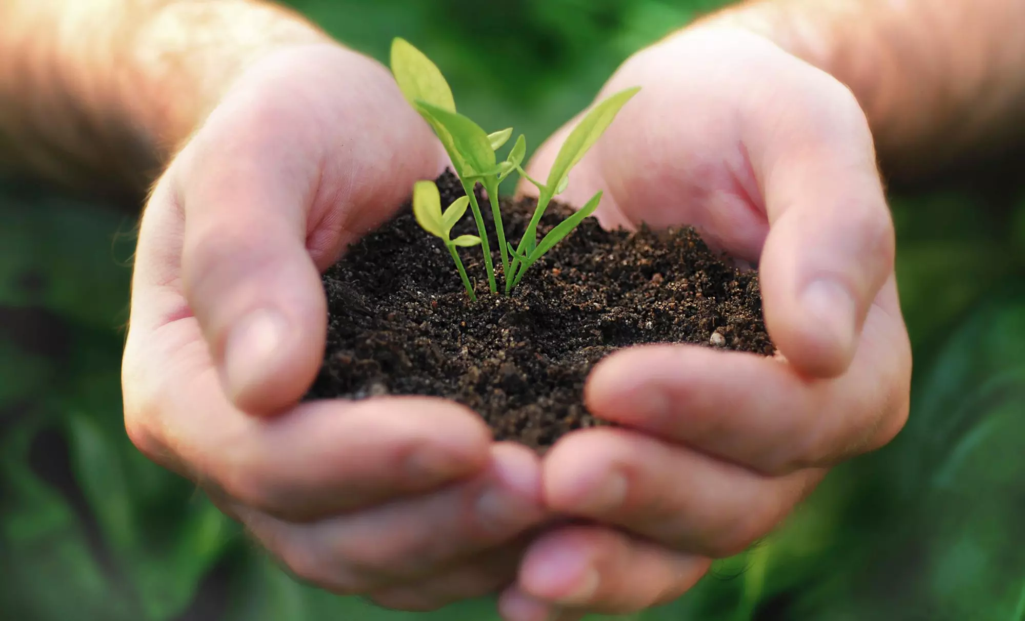 10% Off Any Purchase of $50 or More at Classic Nursery - Primary Image