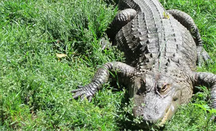 Zoo Visit for Two, Four, or Six at The Zoo in Forest Park and Education Center (Up to 49% Off) - Second Medium