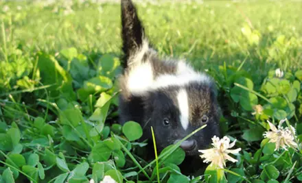 $16 for All-Day Visit for Four to Fawn-Doe-Rosa Wildlife Educational Park (Up to $32 Value) - Second Medium