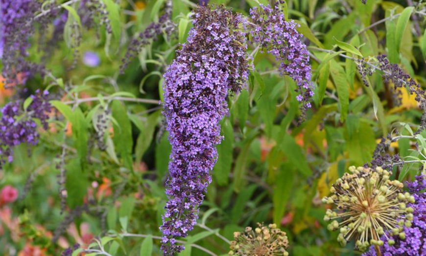 Image 7: Buddleja Davidii Wisteria Lane in 3L Pot