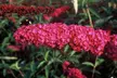 Set di 2 o 4 piante di Buddleja Davidii Royal Red, con spedizione gratuita - Image 2