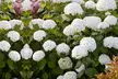 1, 2 of 4 Hortensia Strong Annabelle - Image 3