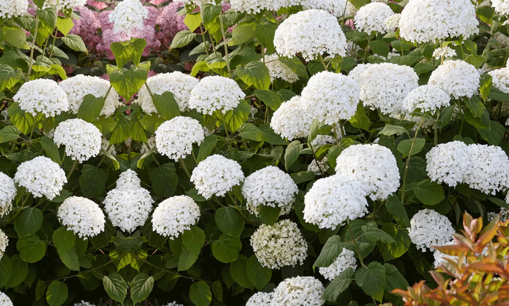 Hortensia Strong Annabelle