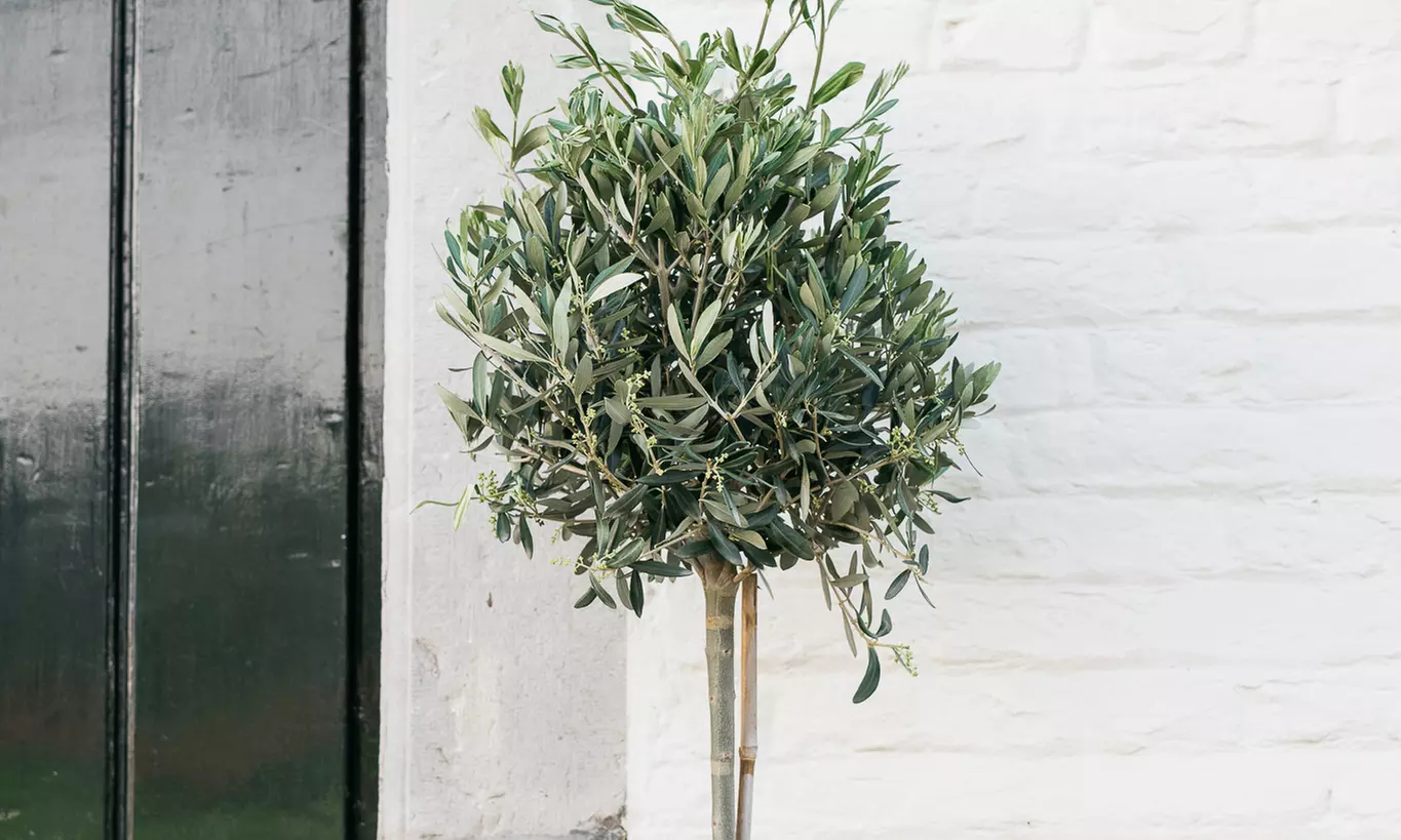 1 of 2 XXL rustieke olijfbomen