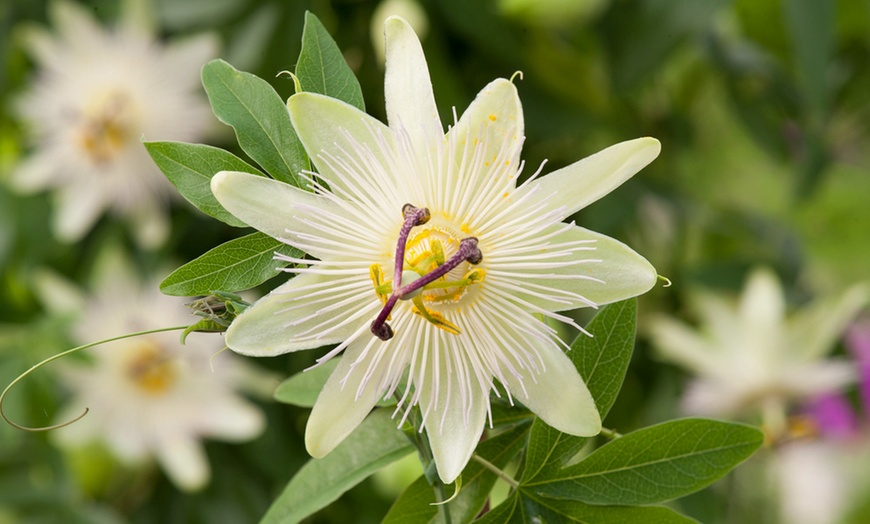 Image 4: 3 o 6 piante di Passiflora 