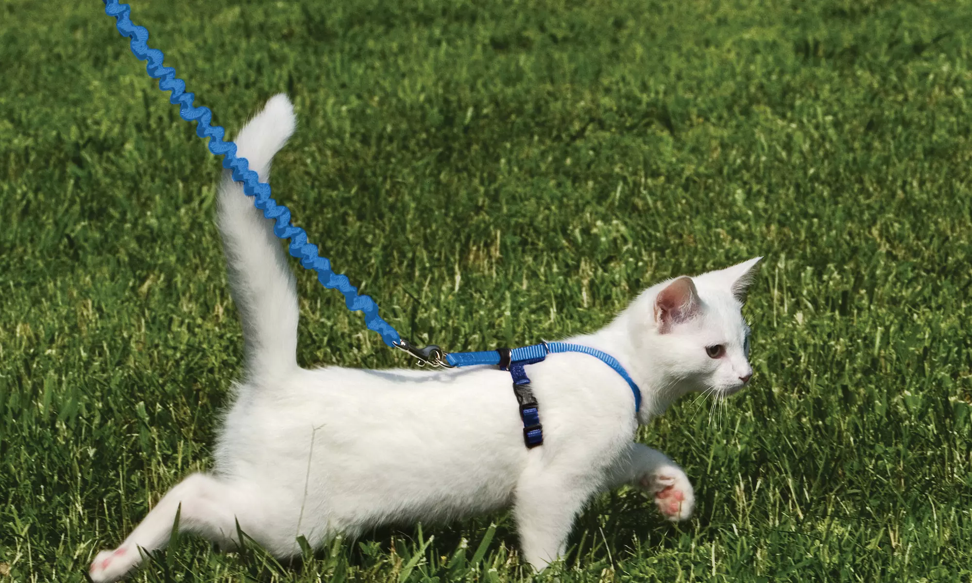 Come With Me Kitty Harness and Bungee Leash - Primary Image