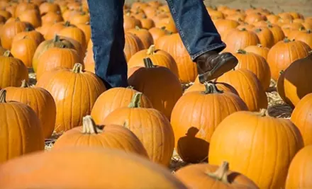 $27 for Fall Farm Activities for Four at Dave's Pumpkin Patch ($54 Value) - Primary Image