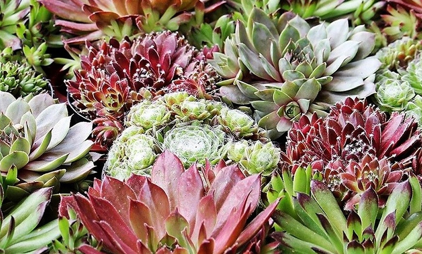 Image 4: Set de plantes Sempervivum