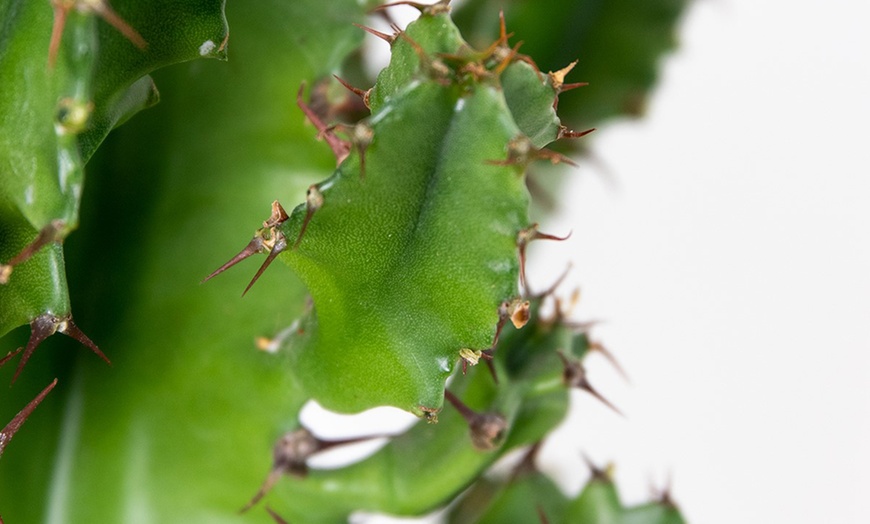 Image 3: Euphorbia Eritrea Cowboycactus