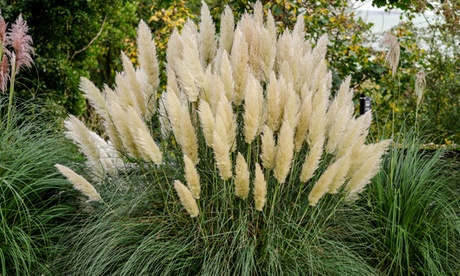 Set di 2 o 4 piante di erba delle Pampas