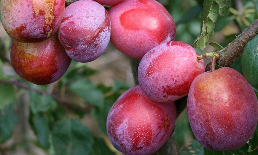 Image 8: 1 ou 2 ensembles de 4 arbres fruitiers piliers