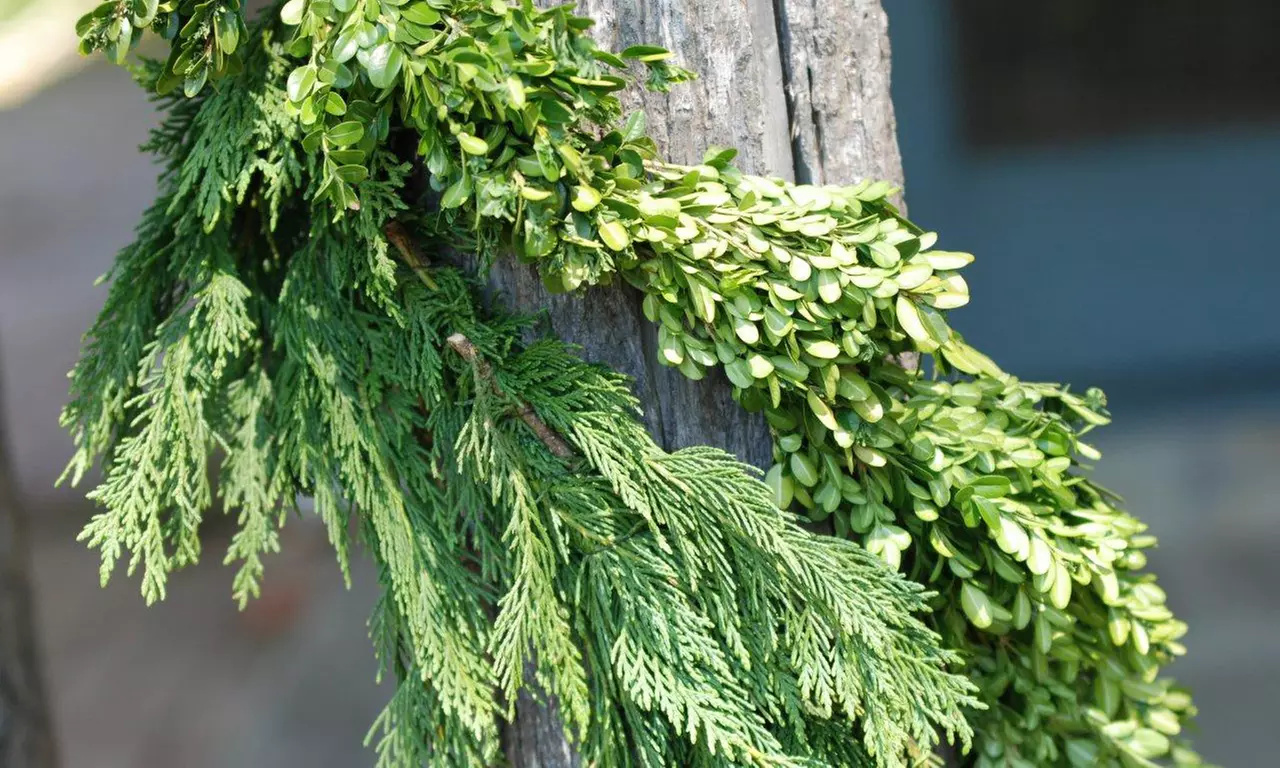 20' Western Red Cedar or Boxwood Garland - Primary Image
