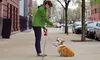 Five Dog Walks or One Month of Dog Walking from NYC Pet Nannies (Up to 58% Off)