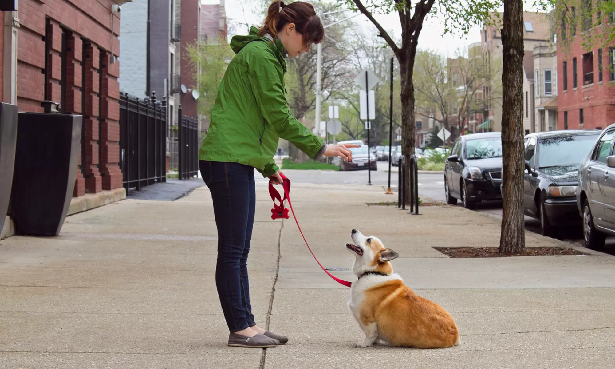 Five Dog Walks or One Month of Dog Walking from NYC Pet Nannies (Up to 58% Off) - Primary Image