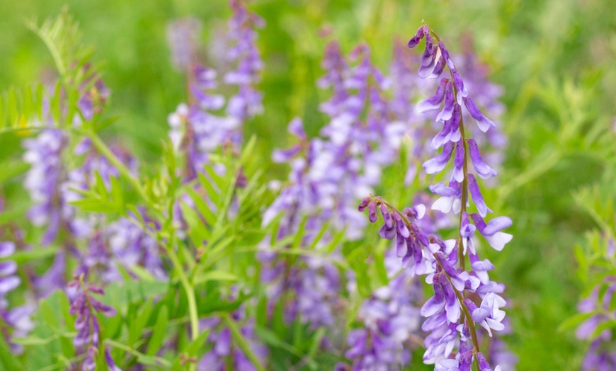 Image 3: French Lilac 'Galega Officinalis' - 3 or 5 Potted Plants 