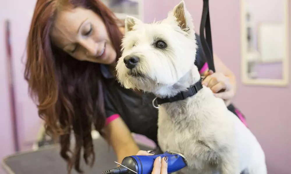 Up to 55% Off on  at VIP PETS Grooming Salon - Primary Image