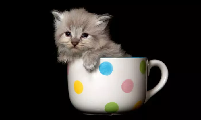 Sip Espresso and Bond with Adoptable Cats at The Cat Cafe
 - Primary Image