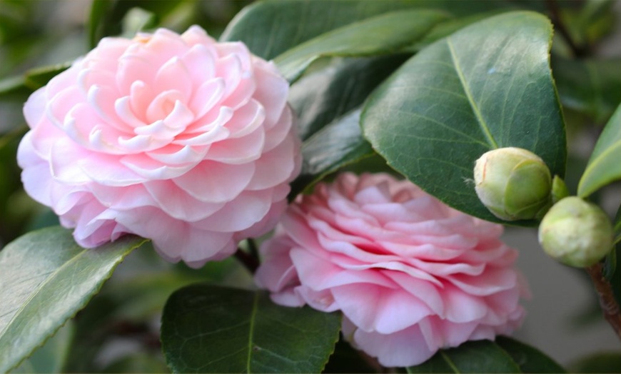 Image 3: Hardy Evergreen Camellias